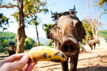 Feeding an Elephant a Banana in Chiang Rai, Thailand, Southeast Asia
