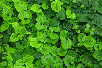 Ipomoea beautiful green leaves as natural background, texture