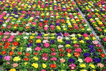 Blooming multi-colored primroses in greenhouse
