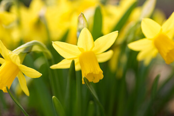 Daffodils flower in spring in the park