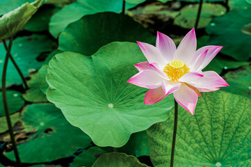 Lotus Flower, Mekong Delta, Vietnam, Southeast Asia