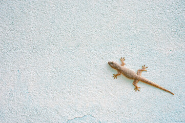 Lizard in the Mekong Delta, Vietnam, Southeast Asia