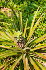 Obraz premium Pineapple Plant in the Mekong Delta, Vietnam, Southeast Asia