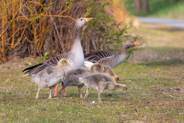Greylag goose and goslings. Searching for a food in a grass