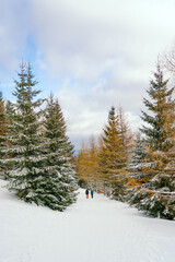 Winter Landscape Snow covered larch trees on a slope against the mountains