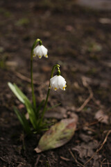 White snowdrops bloomed in the garden.