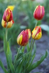 Young red-yellow tulips bloom in the spring garden.