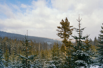 Winter Landscape Snow covered larch trees on a slope against the mountains