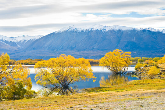 Snow Capped Mountains and Autumn Trees at Lake Alexandrina, South Island, New Zealand