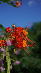 Flor de Fuerteventura