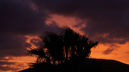 Puesta de sol con palmera en Fuerteventura