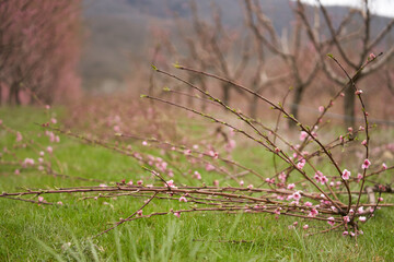 Fototapeta na wymiar Spring pruning of peach trees. Cut branches with pink flowers lie on the grass in the aisle of trees.