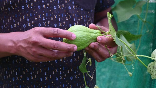 Hand holding fresh Chayote or Sechium edule. Chayote is an edible plant belonging to the pumpkin