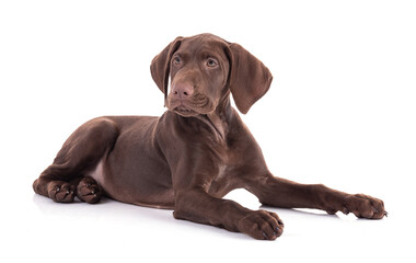 Portrait of a Hungarian pointer puppy