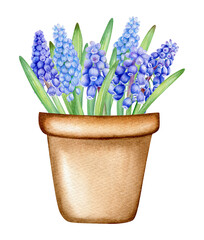 Watercolor blue grape hyacinth in pot, hand drawn botanical illustration, spring flowers isolated on white background.  - obrazy, fototapety, plakaty