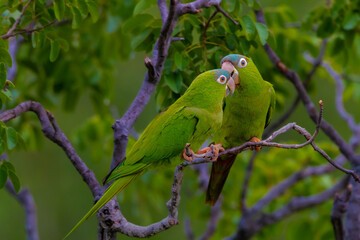green parrot on a branch