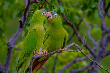 green parrot on a tree