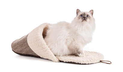 Portrait of sacred young cat of Burma in slipper