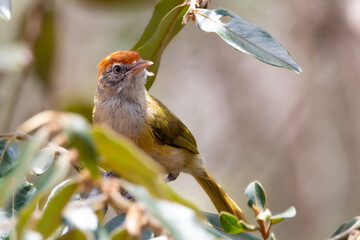 tropical bird