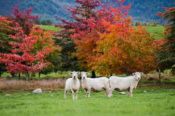 Sheep in the Canterbury Region, South Island, New Zealand