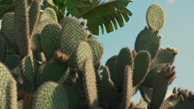 Lot of prickly cacti in summertime.