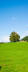 Panoramic Photo of a Lone Tree in a Field in the Abel Tasman National Park, South Island, New Zealand