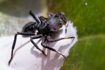 macro of a spider