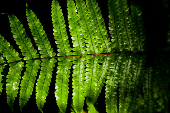 Fern in the Tropical Rainforest Surrounding Pupu Springs, Golden Bay, South Island, New Zealand