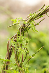 Stems of a young plant with new leaves. Springtime.