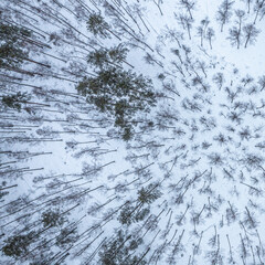  snow-covered pine forest from the top. Drone over green coniferous trees, the tops of which are covered with snow. Beautiful winter forest from a aerial view. Beauty of winter
