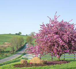 Bright Pink Tree in Full Bloom in the Green Countryside Near a Back Road in Spring