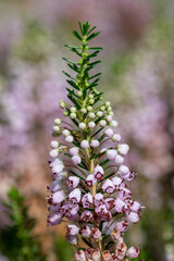 Macro shot of a Cornish heath (erica vagans) flower in bloom