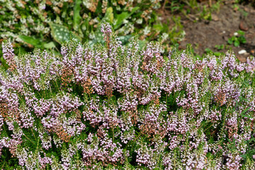 Obraz premium Cornish heath (erica vagans) flowers