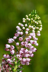 Macro shot of a Cornish heath (erica vagans) flower in bloom