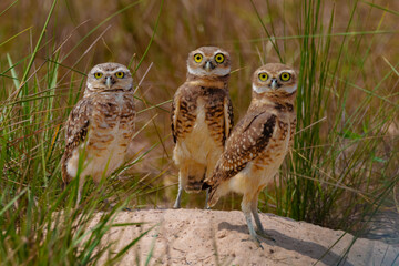 owl