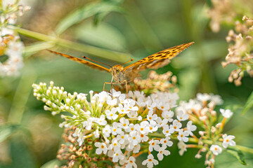 Schmetterling