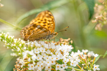Schmetterling