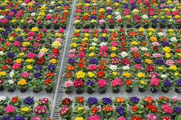 Blooming multi-colored primroses in greenhouse. 
