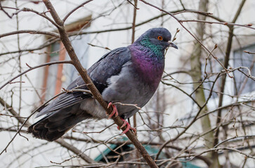 A ruffled rock dove sits on a branch in a hungry winter time