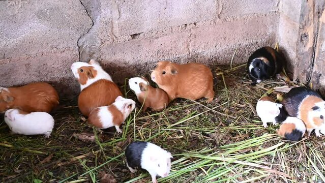Live Peruvian guinea pigs (Cavia porcellus), domestic guinea pigs in Peruvian farm