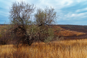 beautiful wild landscape, late autumn, trees with colorful leaves, cloudy weather