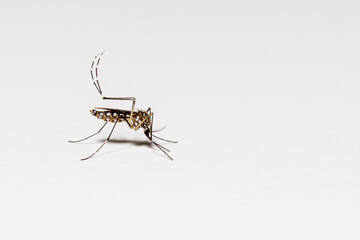 Aedes aegypti on white background