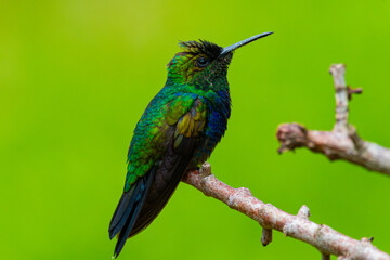 Hummingbird