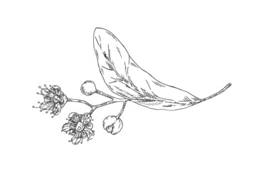 Linden hand drawn illustration in hatching style. Isolated vector.