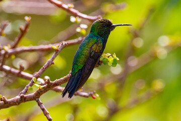 hummingbird on a branch