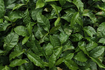 green leaves background