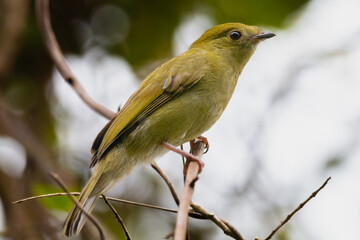 tropical bird