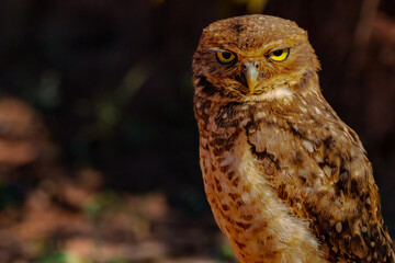 horned owl