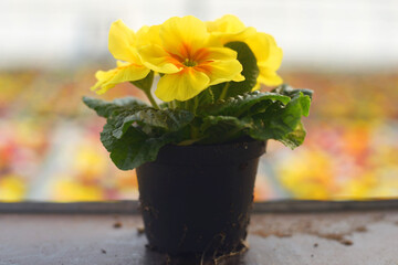 Yellow primrose plant in a plastic flowerpot with colorful flowers as background
