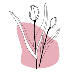 flowers tulips line art freehand in modern trendy style. Minimalistic modern line art Flower with abstract pink shape background for print, beauty and fashion. vector illustration.